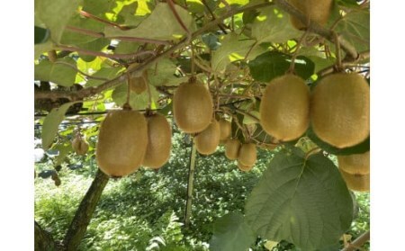 【予約受付】湯の花 キウイフルーツ 2kg（20玉前後）【 キウイ フルーツ 】
