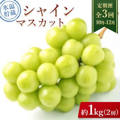 ふるさと納税 千曲市 【発送月固定定期便】氷温貯蔵シャインマスカット 約1kg(2房)全3回