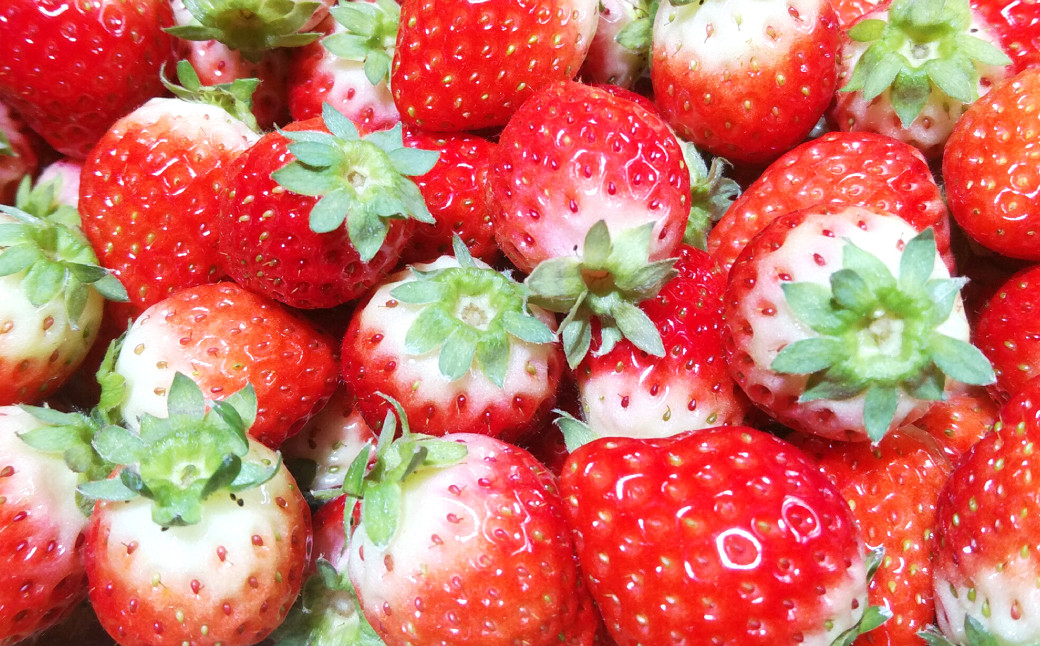 
                  【選べるお届け日・年内発送】★クリスマス用・数量限定★ 長崎県産 いちご ゆめの香 【大粒！】計約1kg(250g×2パック入×2箱 ) ／ イチゴ 苺 フルーツ 果物 くだもの わたる農園 長崎県 長崎市
                