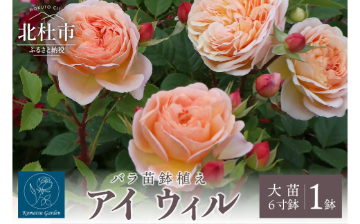 バラ苗鉢植え「アイ ウィル」　バラ 苗 四季咲き 鉢植え 花 6寸鉢 オリジナル品種 ガーデニング 母の日 父の日