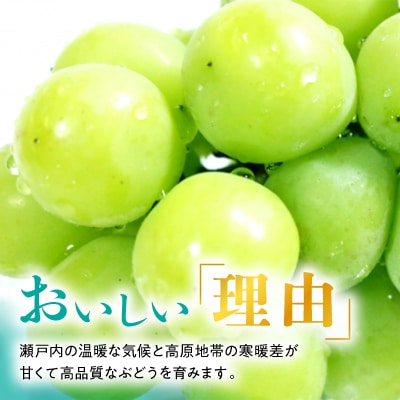 【2025年発送】訳あり!シャインマスカット約2kg!8月中旬～順次発送【人気の岡山産ぶどう】【配送不可地域：離島】