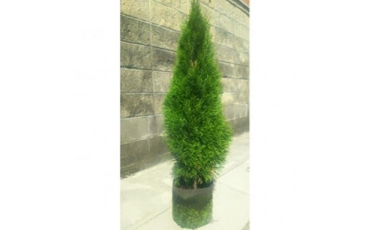 クリスマスツリーにもなる！エメラルド 樹高約60cm～80cm 取扱説明書付き