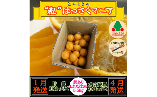 
                  1・4月発送 全2回 定期便 紅はっさく マニア 貯蔵 ＆ 木成完熟 訳あり傷多め L または M 5.5kg 茶箱 和歌山 有田 南泰園
                