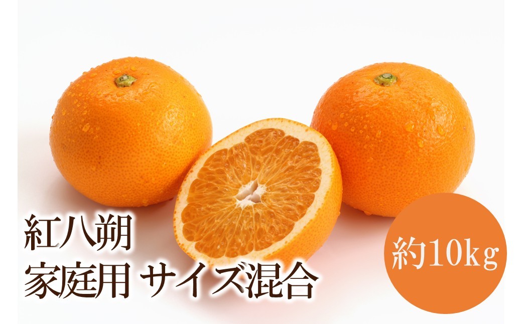 
                  紅八朔 家庭用　サイズ混合 約10kg
                