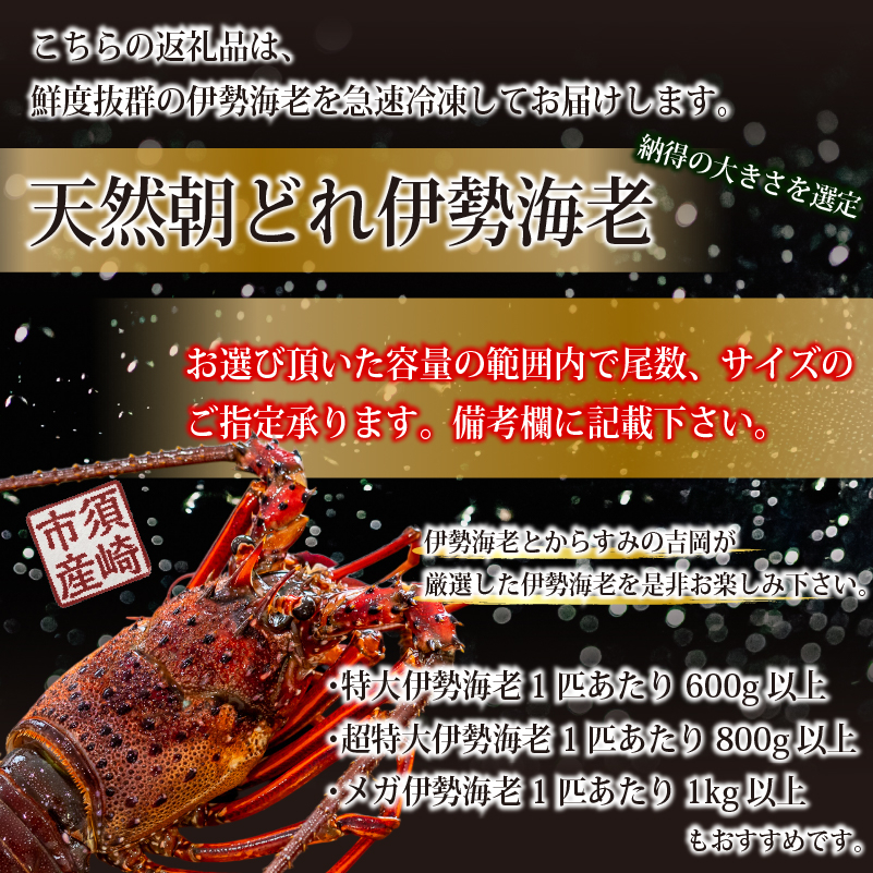 【伊勢海老】 朝どれ天然伊勢海老350～450g