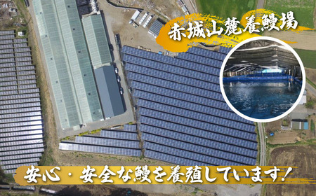 うなぎ 上州うなぎ白焼　1尾（150g以上）