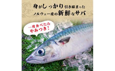 鯖 訳あり 塩サバフィレ 3kg 塩さばフィレ 塩サバ 塩鯖 さば サバ サバ サバ サバ サバ サバ 切り身 冷凍 無添加 宮城県 石巻市
