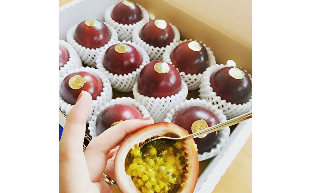 夏採れ!!【数量限定】パッションフルーツ　約１.６kg　Lサイズ　化粧箱
