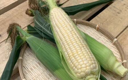 【先行予約】 とうもろこし 白 8本 スイートコーン とうもろこし 北海道