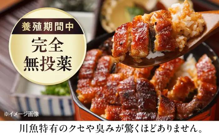 【全6回定期便】鰻 鰻の白焼 3尾/美陵鰻 鰻 うなぎ ウナギ 蒲焼 蒲焼き かば焼き かばやき 白焼き 白焼 しろやき しらやき 特大 肉厚 うな重 うな丼 ひつまぶし 惣菜 おかず タレ 山椒 国