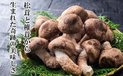 松茸と椎茸から生まれた奇跡の美味しさ。新しいキノコ・伊勢の国「松太郎」