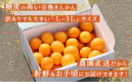 KU446 ＜先行予約＞【訳あり】完熟きんかん１kg 【玉様ファーム】