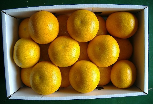和歌山由良町産 はっさく 約5kg 秀品 サイズおまかせ (Ｌまたは２Ｌいずれかお届け) 【SL3】