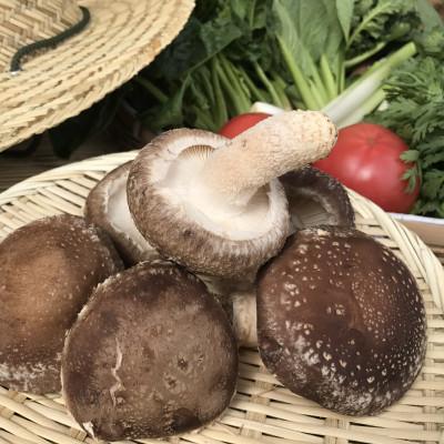 ふるさと納税 神栖市 【ハーフサイズ】『身体が喜ぶ野菜』詰め合わせ(6〜7品) |  | 03