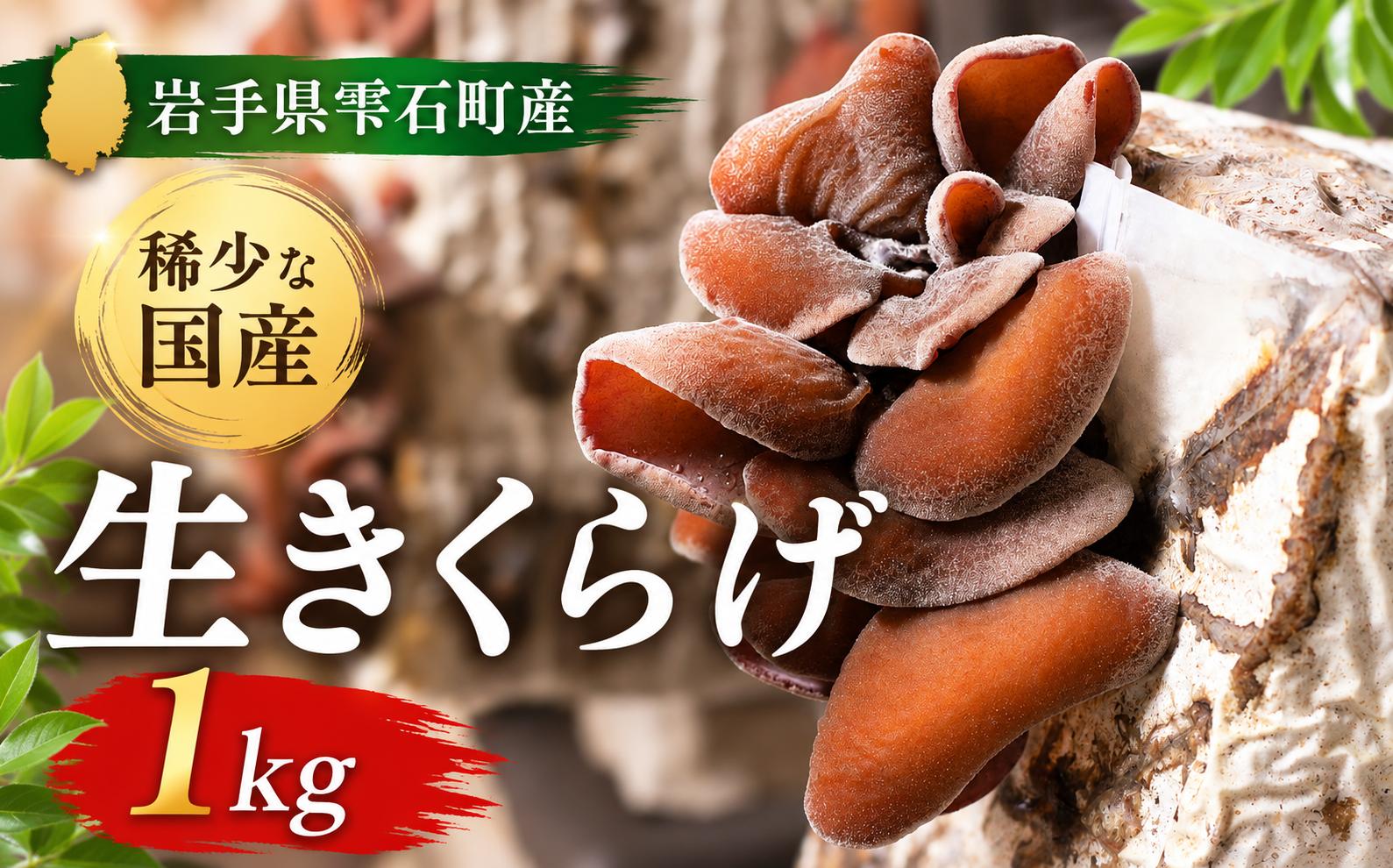 
                  鮮度抜群 肉厚 生きくらげ 1kg 【マッシュルームベッドハウス】 きのこ キノコ 茸 きくらげ 木耳 キクラゲ １kg １キロ 1キロ 生鮮 食品 旬 野菜 やさい 菌床 栽培 菌床栽培 国産 希少 稀少 季節限定 期間限定 自宅用 家庭用 仕送り 贈り物 人気 おすすめ 地域限定配送
                