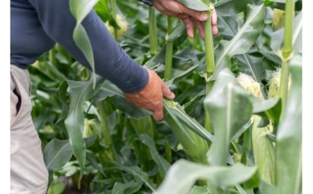 【2025年 先行予約】山梨県都留市産 ゴールドラッシュ 7本｜炭野菜 野菜 とうもろこし 間伐材 炭 肥料 SDGs 炭香ファーム　トウモロコシ　とうもろこし　甘い