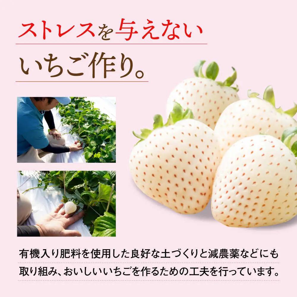 【2027年2月より順次発送】佐賀県産白いちご 新品種 こころの色 220g×2パック / 佐賀県 / 鐘ヶ江農園 [41ASBK003]