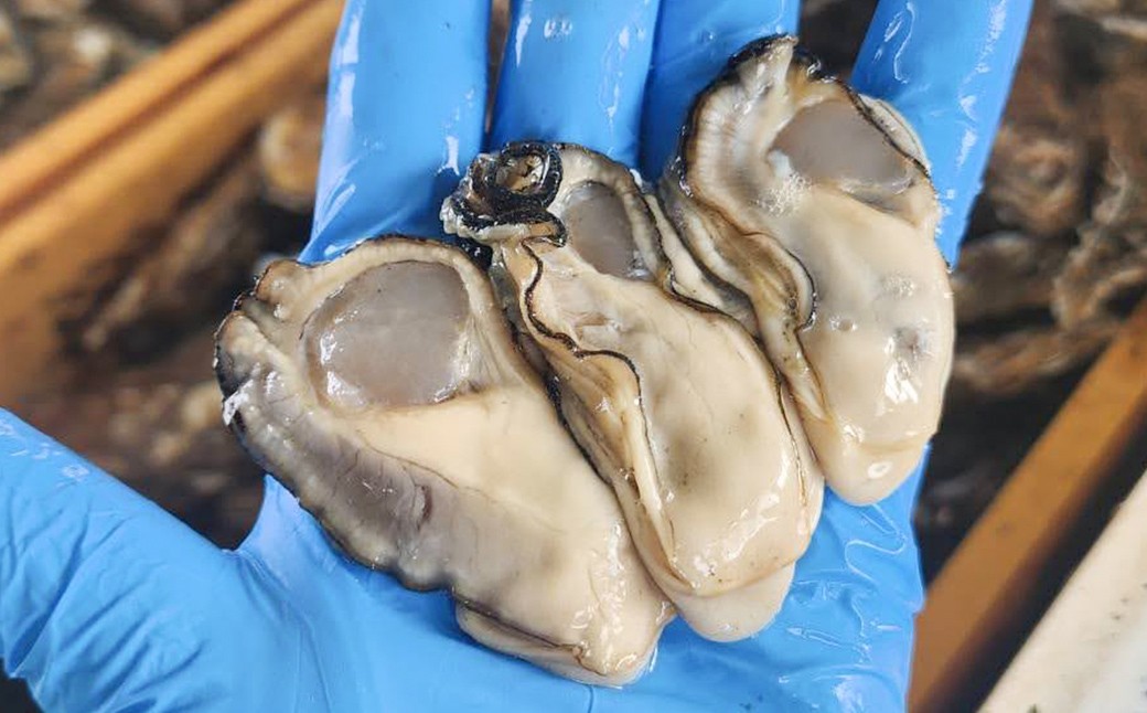 
                  松島牡蠣屋 冷凍 生食用 牡蠣 むき身 1kg 剥き身 宮城県産 牡蛎 牡蠣 カキ オイスター カキフライ 牡蠣鍋 海鮮 国産 魚貝類 殻むき不要 【菊地水産合同会社】ta630
                
