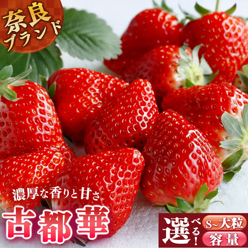 【ふるさと納税】 平群の古都華 S～2Lサイズ 大粒あり 阪野農園 | 果物 くだもの フルーツ 苺 イチゴ いちご ストロベリー 古都華 ことか 旬の品種 化粧箱 贈答 贈り物 家庭用 吉野 杉箱 奈良県 平群町