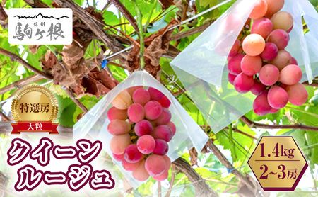 ぶどう 長野 クイーンルージュ 約 1.4kg 2～3房 特選 大粒 種なし 皮ごと 産地直送 フルーツ 果物 デザート おやつ シャインマスカット 葡萄 秋 旬 旬の果物 旬のフルーツ 信州 信州産 長野県 2025 2025年