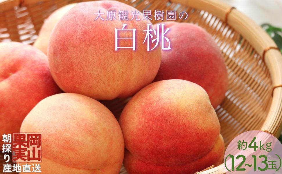 【2025年先行予約】［大原観光果樹園］岡山県産 旬の朝採れ白桃 1箱（約4kg 12～13玉）【026-a021】