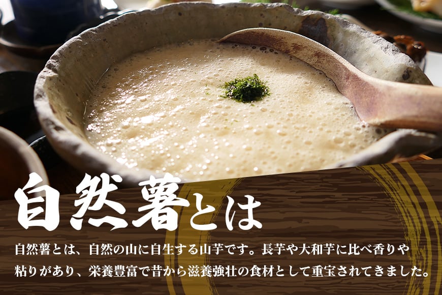 笠間自然薯研究会の自然薯 ご家庭用 約800ｇ長芋 とろろ とろろご飯 野菜 ねばねば 健康食品 美容効果 笠間市産 茨木県産 栄養たっぷり ギフトに最適 新鮮 国内生産 高級根菜 美容と健康に 美味