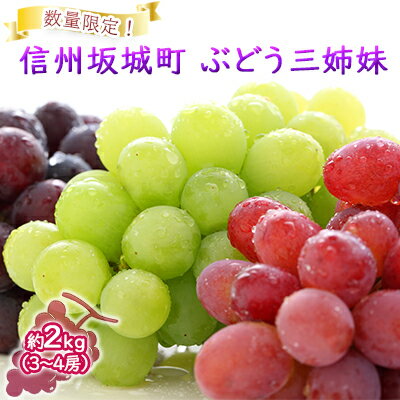 【ふるさと納税】数量限定！「ぶどう三姉妹」3種 2kg（3～4房） ナガノパープル・ シャインマスカット・ クイーンルージュ&#127276; 果物類 フルーツ 葡萄 ブドウ デザート おやつ 食べ比べ 秋の味覚 長野県産 坂城町産 産地直送 　お届け：2025年9月下旬～10月初旬