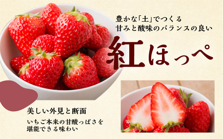 【定期便3回】自宅用 いちご 紅ほっぺ 600-700g ×3回 [しあわせ苺] サイズ バラバラ 訳あり 訳アリ 農園直送｜フルーツ スイーツ 苺 イチゴ 人気 簡易梱包 家庭用 産地直送 いちご 