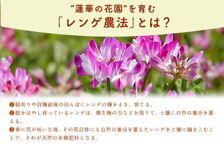 蓮華の花園(もち米) 10kg 精米 JAやつしろカントリー利用組合 熊本県 氷川町《30日以内に出荷予定(土日祝除く)》