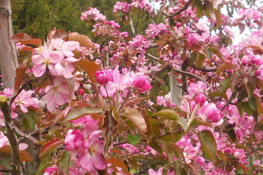 りんごジュース 【品種別_6種 飲み比べ セット 】180ml×6本 100％ ストレート 青森県 五所川原市