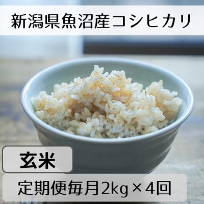 ふるさと納税 十日町市 【毎月定期便】新潟県魚沼産コシヒカリ「山清水米」玄米2kg全4回