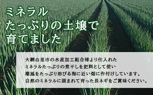 ★先行予約★【2026年12月発送開始予定】千葉県大網白里市産　長ネギ　L～2Lサイズ　3㎏（約18本～27本）AV002