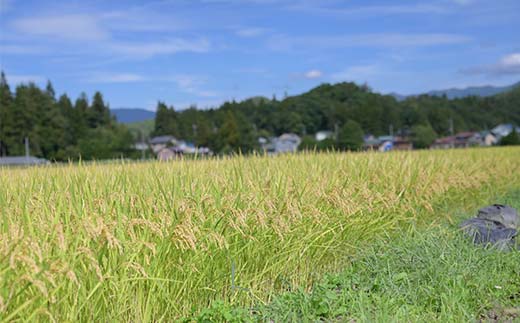 ≪2026年3月発送≫ 令和7年度 山形県戸沢村産 つや姫 5kg 精米 白米 お米 米 米米 新米 ご飯 ごはん ブランド米 銘柄米 つやひめ 2025年産 令和7年度産 家庭用 自宅用 贈答用 お