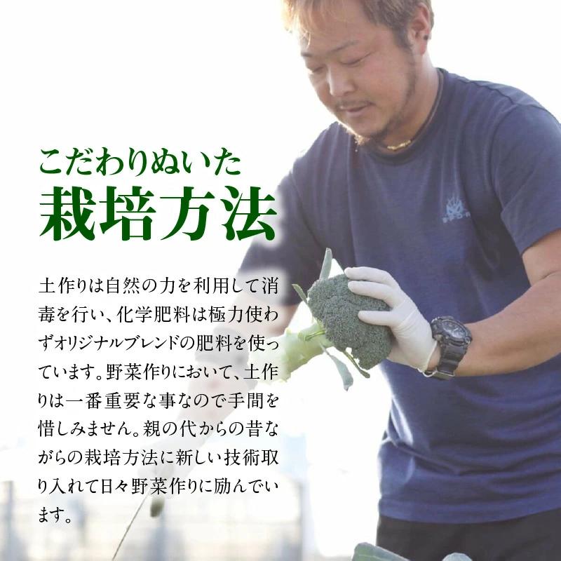 【収穫当日に発送します】豊かな大地“へきなん”から贈る　ブロッコリー約11本【期間限定】　H139-022