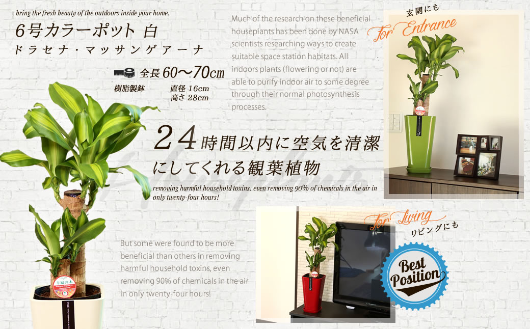 幸福の木 6号 カラーポット 白 約60～70cm 観葉植物 インテリア 植物