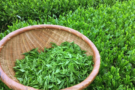 緑茶 長崎 そのぎ茶 特上 夕凪 90g 3袋