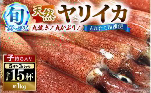 【先行予約】 旬真っ盛りの 天然 ヤリイカ 約1kg（約15尾）とれたて冷凍便 丸焼き丸かぶり！ 【2026年3月下旬以降順次発送予定】 福井 イカ いか ケンサキイカ 剣先イカ 海鮮 刺身 下処理済み 冷凍 イカ焼き 一夜干し[m21-b013]