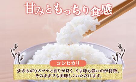 <先行予約>令和7年産 コシヒカリ 風さやか 白米 各5kg 長野県産 米 精米 お米 ごはん ライス 甘み 農家直送 産直 信州 人気 ギフト お取り寄せ 平林農園 送料無料 長野県 大町市
