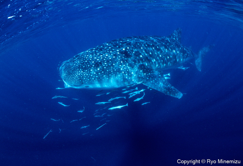 Whale shark（A3W）お届けするパネルの写真です