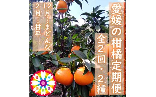 ＜発送月固定定期便＞愛咲果樹園「愛媛の柑橘定期便」(12月と2月)全2回＜D71-17＞【4002837】 YWTS014