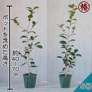 椿　新花「まほろば」5号鉢開花見込み苗