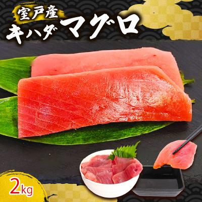 ふるさと納税 室戸市 天然キハダマグロ 2kg 刺身用柵 赤身 刺身 室戸市産 |  | 01