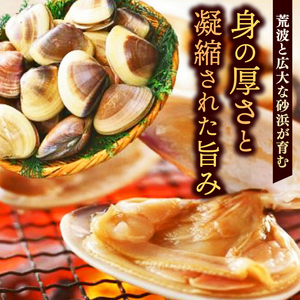 いばらき満喫Bセット 「鹿島灘産 はまぐり」＋「【茨城県共通返礼品】常陸の輝き (豚肉) 味噌漬け」【蛤 ハマグリ 三元豚 豚 ぶた ブタ セット バーベキュー BBQ 贈答用 ギフト 鹿嶋市 茨城】