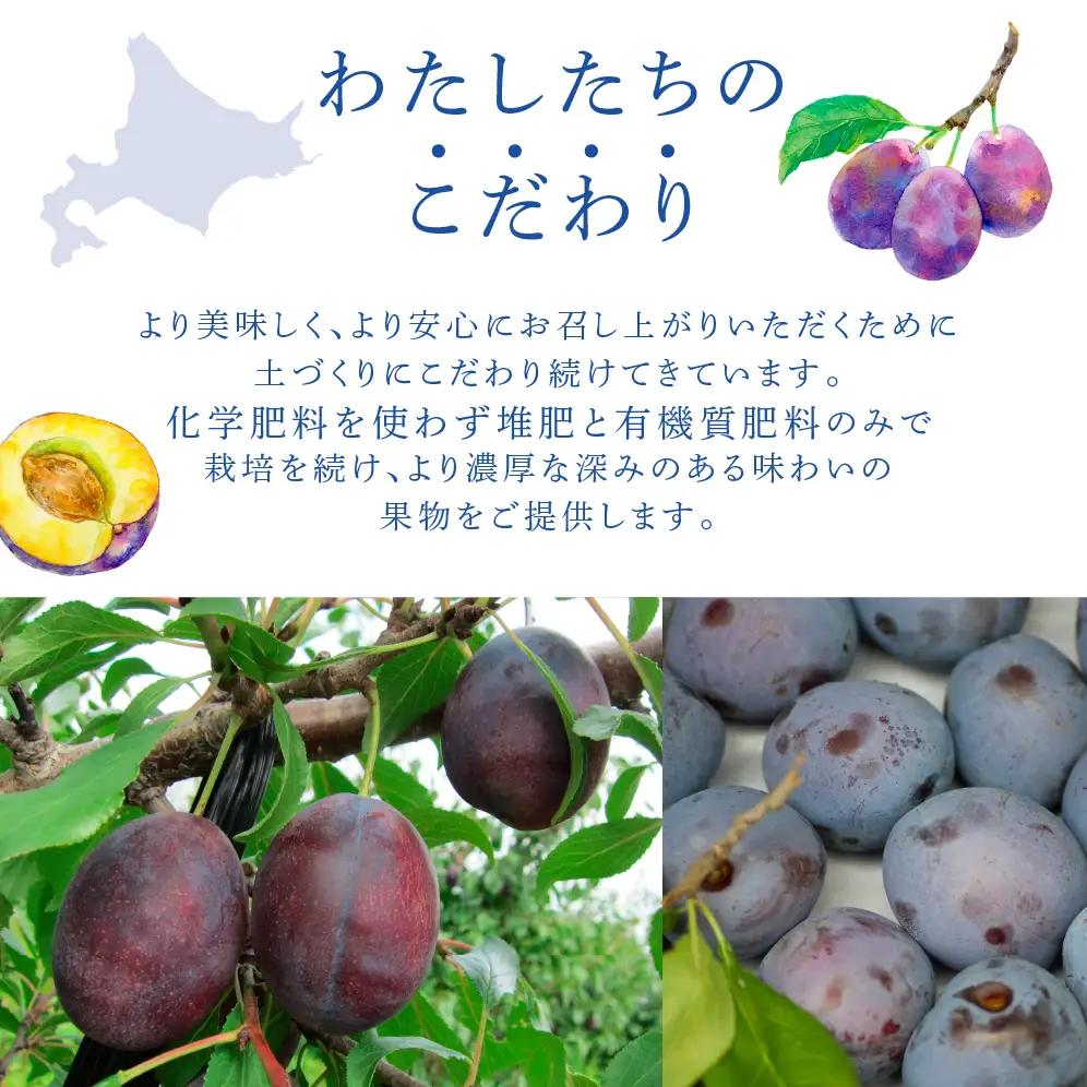 プルーン 1kg 北海道 プルーン ベイラー 生 フルーツ