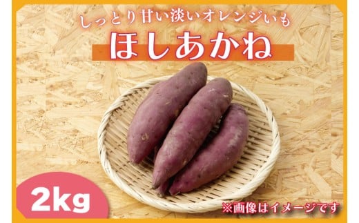 【2025年11月より順次発送】2025年度産 しっとり甘い淡いオレンジいも ほしあかね 約2kg｜さつまいも 芋 お芋 ほしあかね 渋谷農園 先行予約 茨城県 行方市(BZ-59)