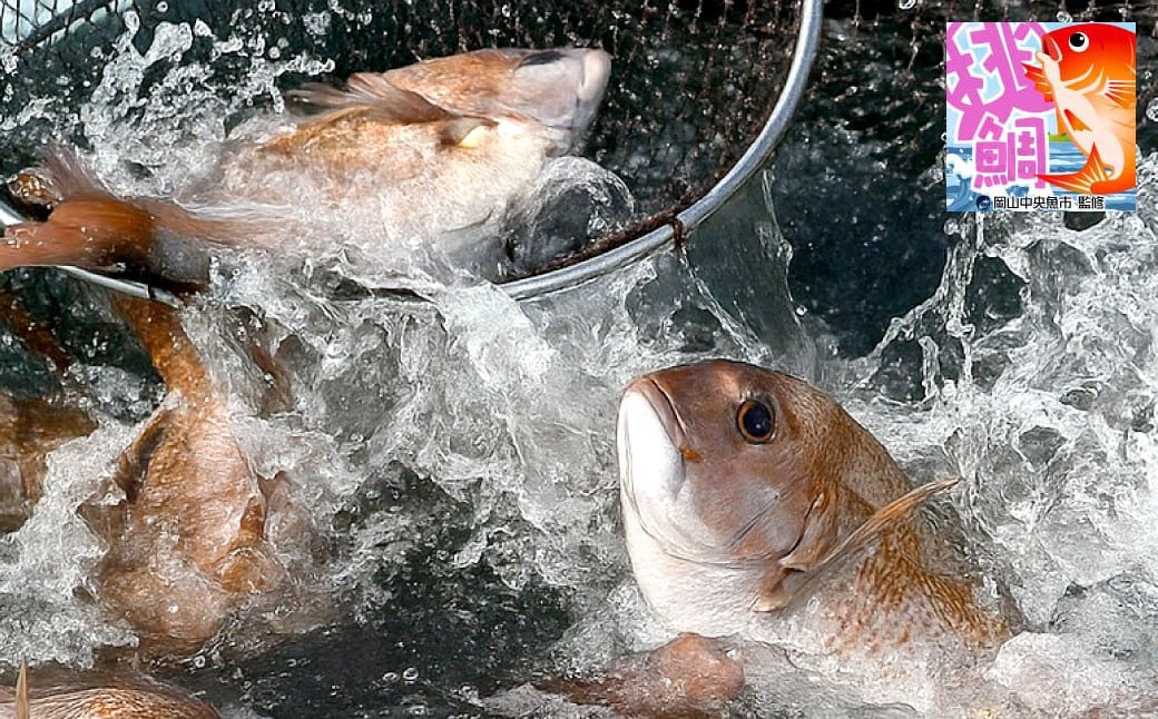 岡山ブランド魚 桃鯛の炙りセット