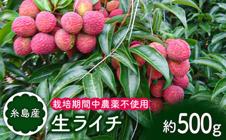 【先行予約】 糸島産 生 ライチ ( 約500g ) 栽培期間中 農薬不使用 【2025年7月〜8月中旬にかけて順次発送】 糸島市 / シーブ [AHC020] ライチ ライチ ライチ ライチ ライチ ライチ ライチ 