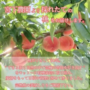 【南信州高森産】旬の桃 あかつき2kg  2026年7月下旬より発送