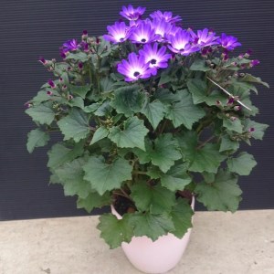 【ふるさと納税】木立性セネシオ　貴凰（キオウ） 5号鉢 鉢植え 園芸品種 [ 園芸 お取り寄せ ギフト 観賞用 花 フラワー 鉢植え 生花 お洒落              返礼品 三豊市 三豊園芸 