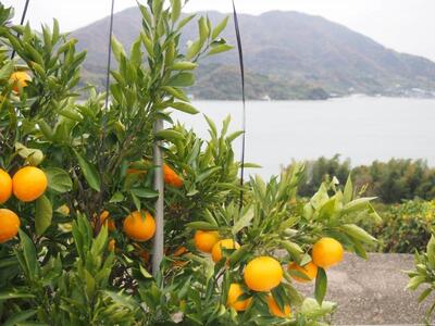 こだわり栽培　高根島みかん 3kg ＜2024年11月下旬より発送開始＞